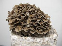 Close-up of a maitake mushroom on a light stone, one of the functional ingredients in BioBru